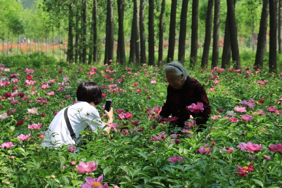 菏澤市東明黃河森林公園游客觀賞牡丹、芍藥。圖片來(lái)源：菏澤市攝影家協(xié)會(huì)